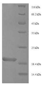 Greater than 90% as determined by SDS-PAGE.