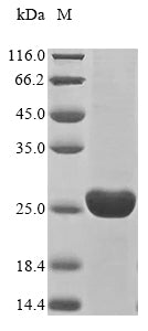 Greater than 85% as determined by SDS-PAGE.