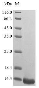 Greater than 90% as determined by SDS-PAGE.