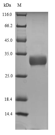 Greater than 90% as determined by SDS-PAGE.