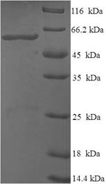 Greater than 90% as determined by SDS-PAGE.