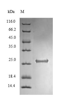 Greater than 90% as determined by SDS-PAGE.
