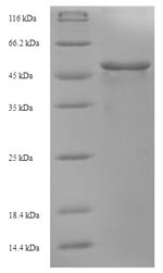 Greater than 90% as determined by SDS-PAGE.