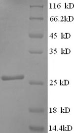 Greater than 90% as determined by SDS-PAGE.Recombinant Bacillus Subtilis Expansin-Yoaj (YOAJ) Protein (His-SUMO)