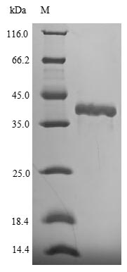 Greater than 90% as determined by SDS-PAGE.Recombinant Mouse Fibroblast Growth Factor 15 (FGF15) Protein (His-SUMO)