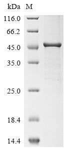 Greater than 90% as determined by SDS-PAGE.