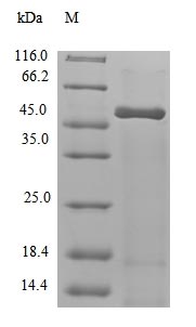 Greater than 90% as determined by SDS-PAGE.Recombinant Arabidopsis Thaliana Polyadenylate-Binding Protein Rbp47A (RBP47A) Protein (His&Myc)