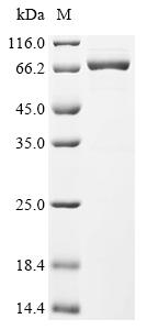 Greater than 90% as determined by SDS-PAGE.Recombinant Human Cytomegalovirus Immediate Early Protein Ie1 (UL123) Protein (His&Myc)