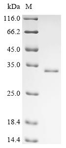Greater than 90% as determined by SDS-PAGE.Recombinant Human Putative Transcription Factor Ovo-Like Protein 3 (OVOL3) Protein (His&Myc)