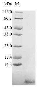 Greater than 90% as determined by SDS-PAGE.