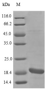Greater than 85% as determined by SDS-PAGE.