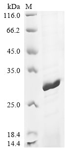 Greater than 85% as determined by SDS-PAGE.Recombinant Mouse Peroxiredoxin-4 (PRDX4) Protein (His)
