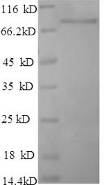 Greater than 90% as determined by SDS-PAGE.