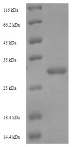 Greater than 90% as determined by SDS-PAGE.Recombinant Bacillus Sp. Levanase Protein (His-SUMO)