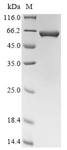 Greater than 90% as determined by SDS-PAGE.Recombinant Bacillus Subtilis Uric Acid Degradation Bifunctional Protein Pucl (PUCL) Protein (His&Myc)