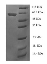 Greater than 90% as determined by SDS-PAGE.Recombinant Bacillus Subtilis Alpha-Galactosidase (MELA) Protein (His-SUMO)