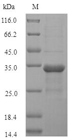 Greater than 90% as determined by SDS-PAGE.Recombinant Marmota Monax Tumor Necrosis Factor (TNF) Protein (His-B2M)