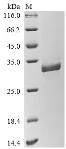 Greater than 85% as determined by SDS-PAGE.Recombinant Marmota Monax Tumor Necrosis Factor (TNF) Protein (His-B2M)