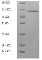 Greater than 90% as determined by SDS-PAGE.
