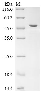 Greater than 85% as determined by SDS-PAGE.Recombinant Bovine Primary Amine Oxidase, Lung Isozyme Protein (His&Myc)