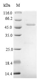 Greater than 90% as determined by SDS-PAGE.