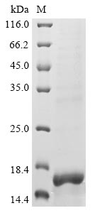 Greater than 90% as determined by SDS-PAGE.Recombinant Lassa Virus Ring Finger Protein Z (Z) Protein (His)