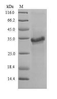 Greater than 90% as determined by SDS-PAGE.Recombinant Neosartorya Fumigata Peroxiredoxin Asp F3 (ASPF3) Protein (His-SUMO)