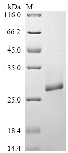 Greater than 85% as determined by SDS-PAGE.Recombinant Salmonella Typhimurium Probable Csgab Operon Transcriptional Regulatory Protein (CSGD) Protein (His)