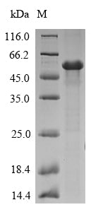Greater than 90% as determined by SDS-PAGE.Recombinant Neosartorya Fumigata Allergen Asp F 4 (AFUA_2G03830) Protein (His-SUMO)