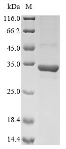 Greater than 85% as determined by SDS-PAGE.Recombinant Chlorobium Tepidum Polyphosphate Kinase 2 (PPK2) Protein (His&Myc)