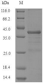Greater than 90% as determined by SDS-PAGE.Recombinant Human Serine/Arginine-Rich Splicing Factor 10 (SRSF10) Protein (His-SUMO)