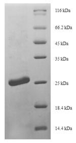 Greater than 90% as determined by SDS-PAGE.
