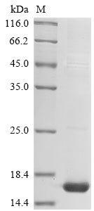 Greater than 85% as determined by SDS-PAGE.Recombinant Mouse Scrapie-Responsive Protein 1 (SCRG1) Protein (His)