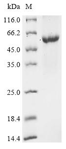 Greater than 90% as determined by SDS-PAGE.Recombinant Influenza A Virus Neuraminidase (NA) Protein (His&Myc)
