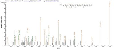 Based on the SEQUEST from database of E.coli host and target protein, the LC-MS/MS Analysis result of this product could indicate that this peptide derived from E.coli-expressed Rabies virus (strain CVS-11) (RABV) G.Recombinant Rabies Virus Glycoprotein (G) Protein (His-SUMO&Myc)
