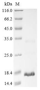 Greater than 85% as determined by SDS-PAGE.