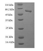 Greater than 90% as determined by SDS-PAGE.
