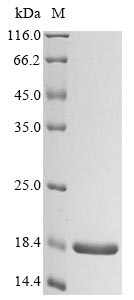 Greater than 90% as determined by SDS-PAGE.Recombinant Esx-1 Secretion-Associated Protein Espk (ESPK) Protein (His&Myc)