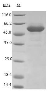 Greater than 85% as determined by SDS-PAGE.Recombinant Arabidopsis Thaliana Flavonol 3-O-Glucosyltransferase Ugt71C1 (UGT71C1) Protein (His)