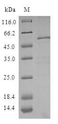 Greater than 90% as determined by SDS-PAGE.Recombinant Human Zw10 Interactor (ZWINT) Protein (GST)