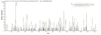 Based on the SEQUEST from database of E.coli host and target protein, the LC-MS/MS Analysis result of this product could indicate that this peptide derived from E.coli-expressed Blomia tropicalis (Mite) BLOT5.