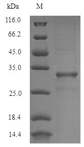 Greater than 90% as determined by SDS-PAGE.