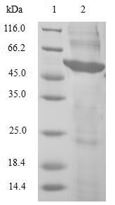 Greater than 90% as determined by SDS-PAGE.