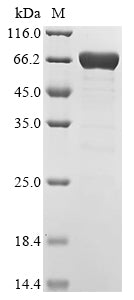 Greater than 85% as determined by SDS-PAGE.Biotinylated Recombinant Arabidopsis Thaliana Abscisic Acid Receptor Pyr1 (PYR1) Protein (MBP&His-Avi)