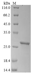 Greater than 85% as determined by SDS-PAGE.Recombinant Mycobacterium Tuberculosis Trehalose Monomycolate Exporter Mmpl3 (MMPL3) Protein (His&Myc)