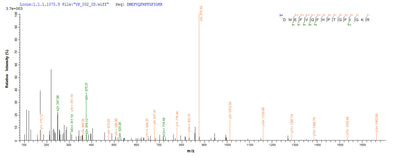Based on the SEQUEST from database of E.coli host and target protein, the LC-MS/MS Analysis result of this product could indicate that this peptide derived from E.coli-expressed Pyrococcus horikoshii (strain ATCC 700860 / DSM 12428 / JCM 9974 / NBRC 100139) nadB.Recombinant Pyrococcus Horikoshii L-Aspartate Oxidase (NADB) Protein (His-SUMO&Myc)