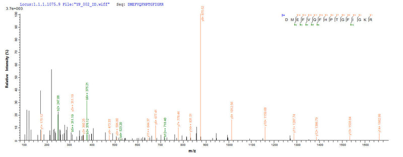 Based on the SEQUEST from database of E.coli host and target protein, the LC-MS/MS Analysis result of this product could indicate that this peptide derived from E.coli-expressed Pyrococcus horikoshii (strain ATCC 700860 / DSM 12428 / JCM 9974 / NBRC 100139) nadB.Recombinant Pyrococcus Horikoshii L-Aspartate Oxidase (NADB) Protein (His-SUMO&Myc)