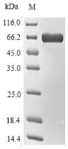 Greater than 85% as determined by SDS-PAGE.