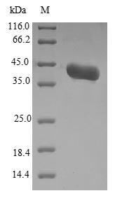 Greater than 90% as determined by SDS-PAGE.Recombinant Candida Albicans Agglutinin-Like Protein 3 (ALS3) Protein (His-B2M&Myc)