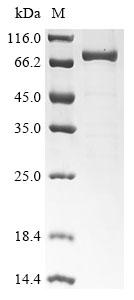 Greater than 85% as determined by SDS-PAGE.